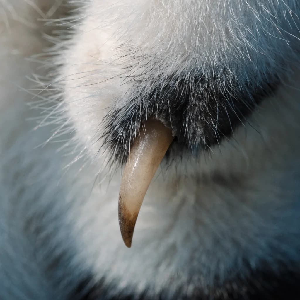 Pussy Cat Claw