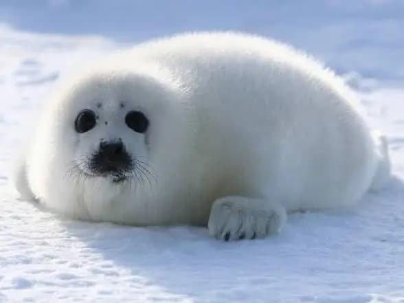 sealsong