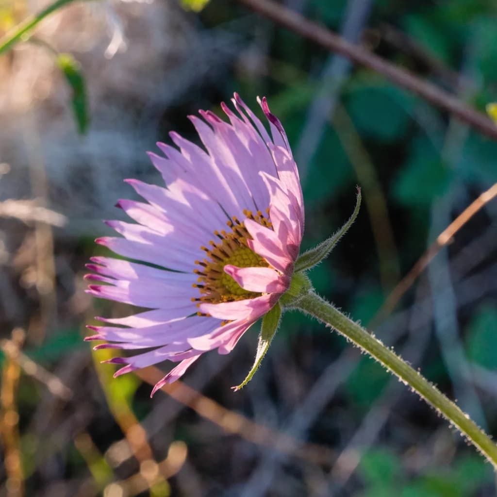 Wildflower