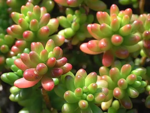 Jellybean