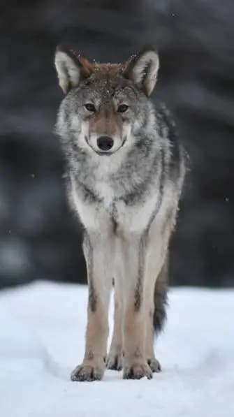 WOLF!!!!!!