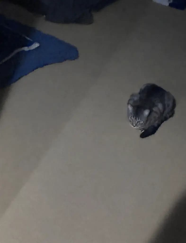 Kitty phonk