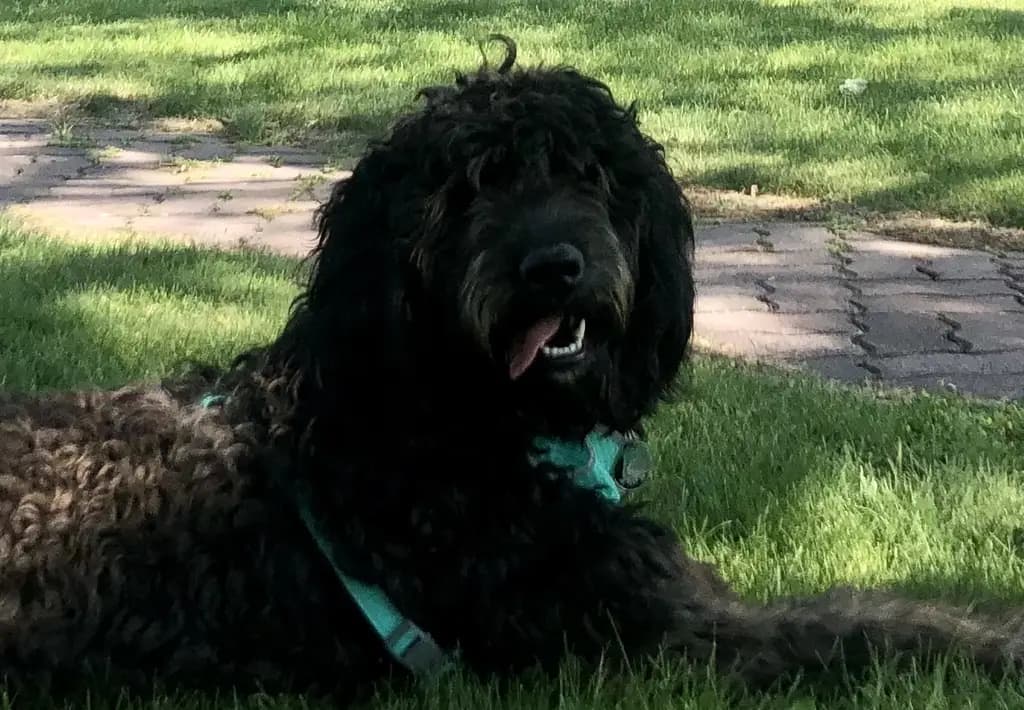 Barking Boot Scootin’