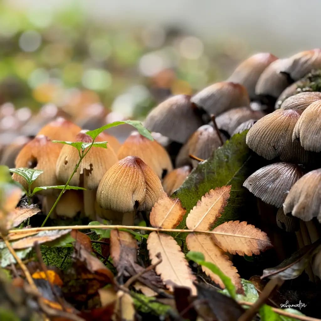 Herbstspaziergang